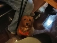 Cocker ve poodle kırması 4 aylık erkek sıcak yuva arıyorum