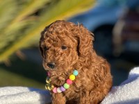 A kalite minyatür boy toy poodle bebeklerim