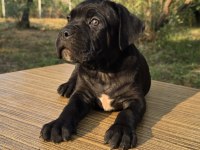 Şecere belgeli ırk ve sağlık garantili cane corso yavrular