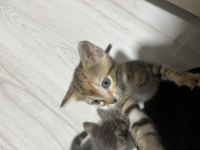 3 kardeş yavru kedileri sahiplendirme
