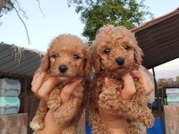 Toy poodle yavrular bir birinden güzel tatlılar