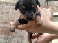 Yavru Köpeğimiz Pinscher