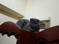 Scottish fold eğitimli