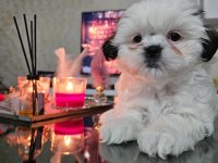 Safkan Dişi Shih Tzu 2 Aylık