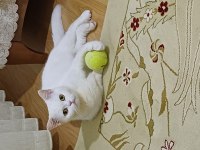 Çok uyumlu bir british shorthair kız