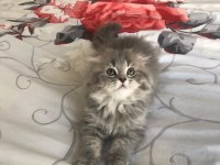 Sahiplendirme scottish fold kedimiz
