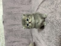 British Longhair sevimli iki kardeş