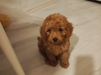 Hakiki Toy Poodle