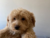 3 Aylık Maltipoo Sahiplendiriyorum