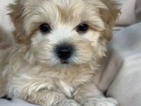 Birinci Kalite Maltipoo Yavrularımız