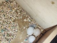 3 yumurtalı genç kurulu hazır çift muhabbet kuşu