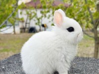 Hollanda Cüce Yavru Tavşan Hotot (Sürmeli)