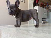 BLUE FRENCH BULLDOG