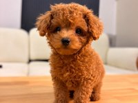 TEACUP DİŞİ TOY POODLE