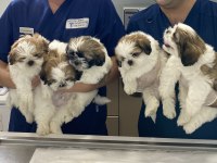 2 aylık erkek shih tzu bebekleri yarı fiyatına veriyoruz