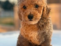 Masal Gibi Yavrular Maltipoo Aşkına!