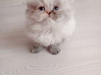 Scottish fold longhair