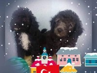 Evde bakılabilecek tek ırk toy poodle