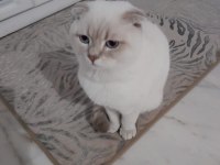 Scottish fold 8 aylık kedimiz