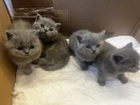 British Shorthair Bebekler