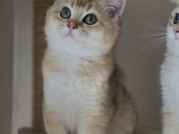 Safkan Son 2 Yavru Kedimiz