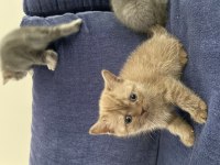 3 british shorthair 1 tane nadir bulunan renk