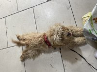 Takip şartı ile maltipoo