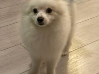 Pomeranian köpeğimizi ücretli veriyoruz