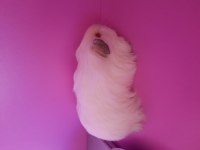 Sheltie ginepig yavrumuz