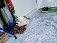 Bir buçuk aylık dişi yavru kedimiz