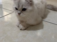 29 Nisan doğumlu scottish fold bebekler