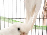 Albino Takım Dişi Sultan Papağanı Evcildir