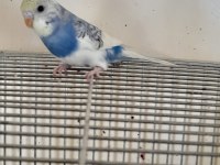 3 AYLIK HARİKA RENK KUSURSUZ DİŞİ MUHABBET KUŞU