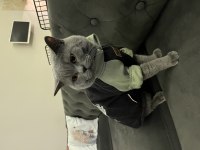 British shorthair oğlumuz için yuva arıyoruz
