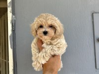 KORE KAN MALTİPOO BEBEKLER DAHA İYİSİ YOK