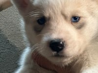 Saf kan husky yavrusu