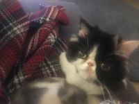 Exotic Shorthair Sevimli Kedimiz