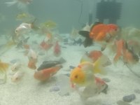 Orandalar koi tül kuyruk japon teleskop