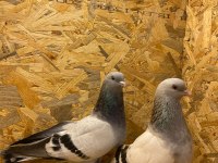 Oyun Kuşu Mardin Taklacı Güvercin
