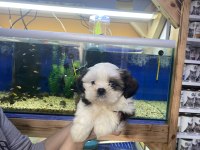 A kalite teslime hazır shih tzu yavrular