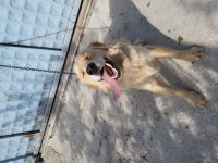 Golden retriever bilgi telefonda verilecektir