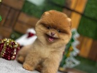 Yurt dışı giriş Konya içi elden teslim pomeranian yavrular