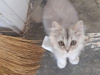 4 aylık erkek british longhair