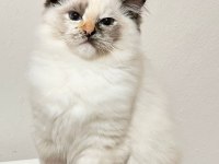 Türkiye Tek Seal Tortie Ragdoll Bebekleri