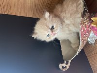 HAVUÇ İRAN KEDİSİ BEBEKLER
