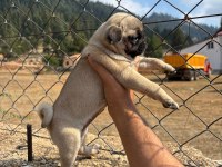 Pug Mops Yavrularımız Sıfır Burun Gül Kuyruk