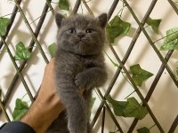Çok Sevimli ve Oyuncu British Shorthair Yavrularım