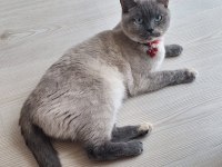 Tertemiz Pırıl Pırıl Ev Kedisi