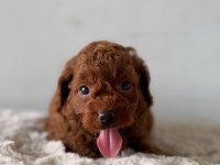 Oyuncak Boy Erkek Dişi Poodle Bebeklerim