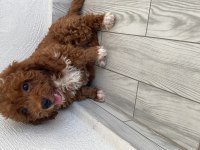 Toy poodle sahiplendirme 2,5 aylık